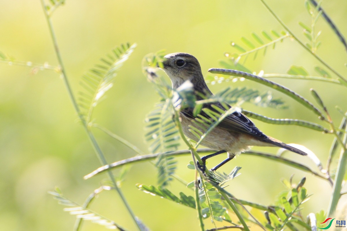 �װߺ�ʯ�S��_MG_0049.jpg