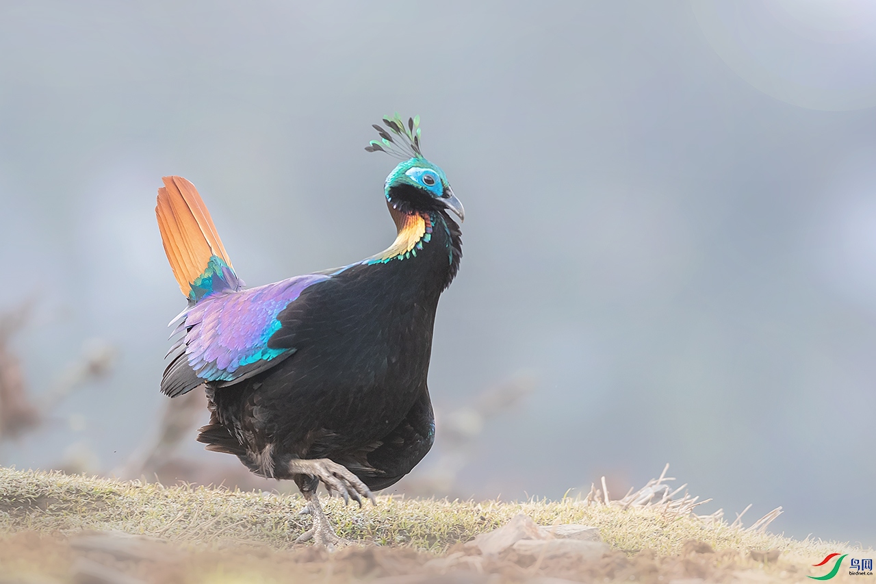 ��β����