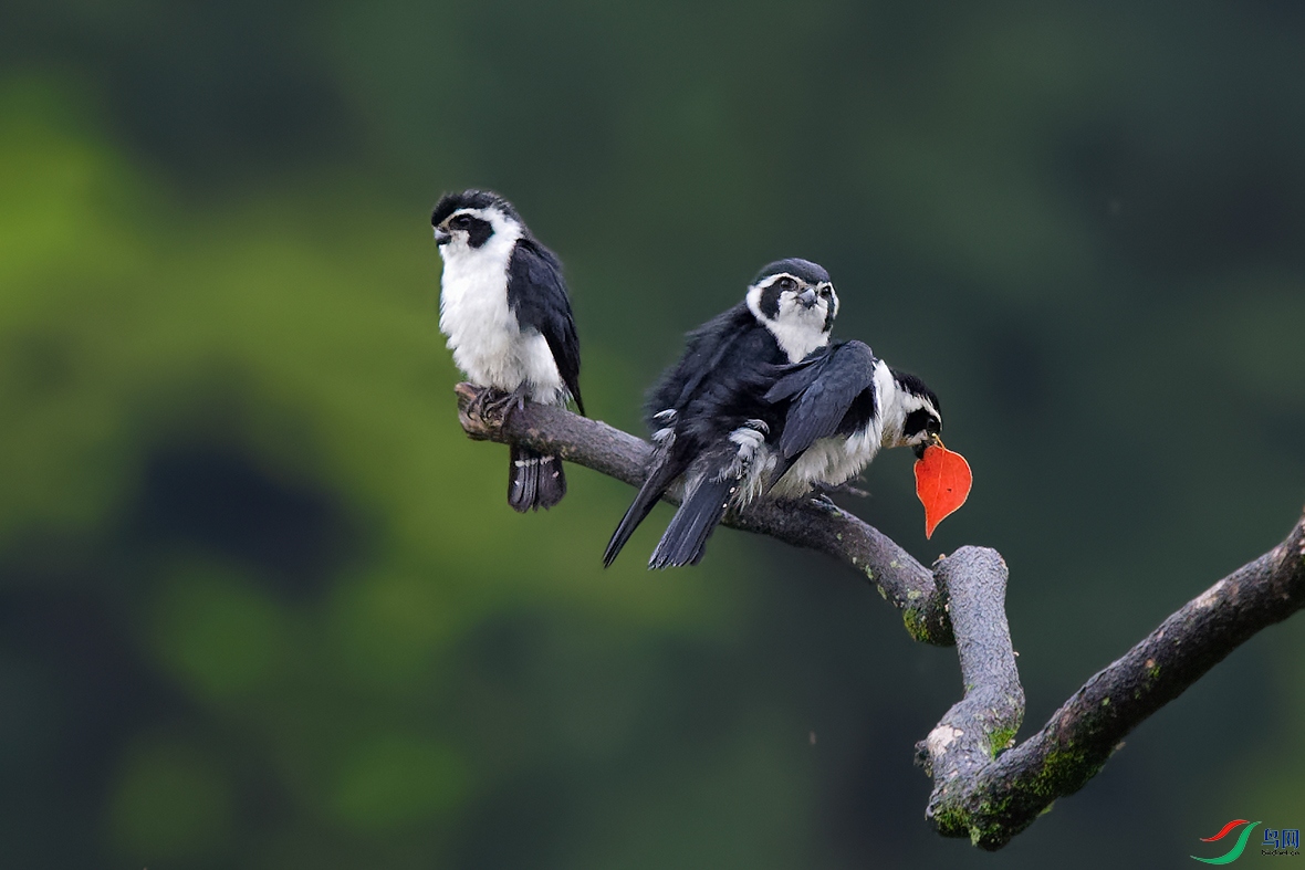DSC_9787_DxOa.jpg