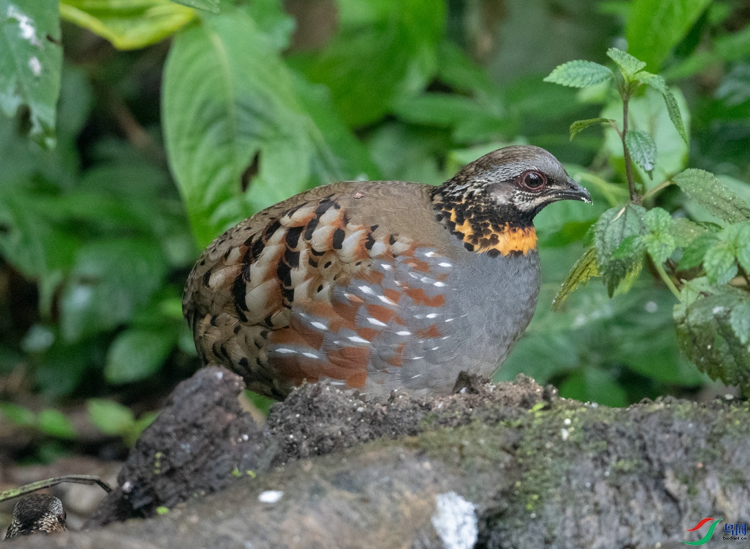 DSC_4622.jpg