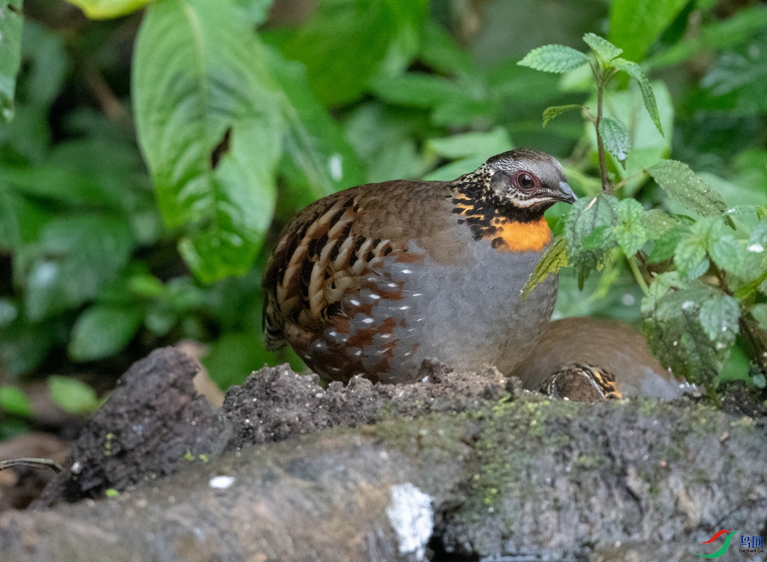 DSC_4551.jpg
