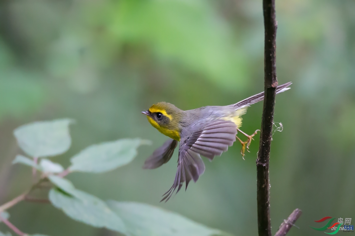 ϲ�� ����������ʡ��ɽ��â�����������.jpg