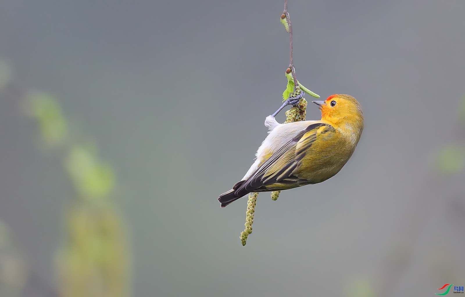 77089  ��ʦ�������Ĵ�ʡ������������.jpg