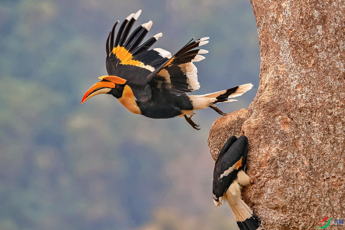 双角犀鸟祝贺荣获首页精华