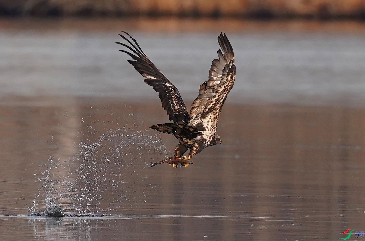 正在学习捕鱼的幼鹰