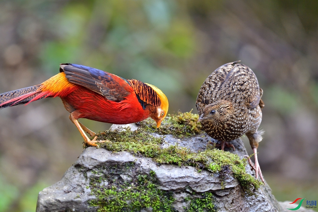 红鸡与红腹角雉(雌)