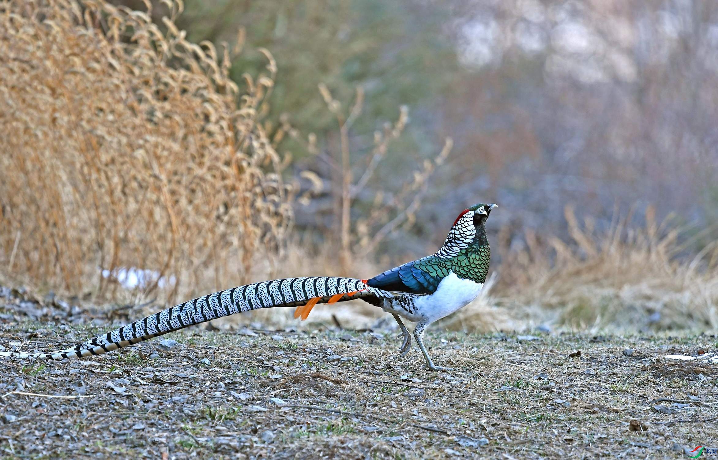 DSC_5975.JPG