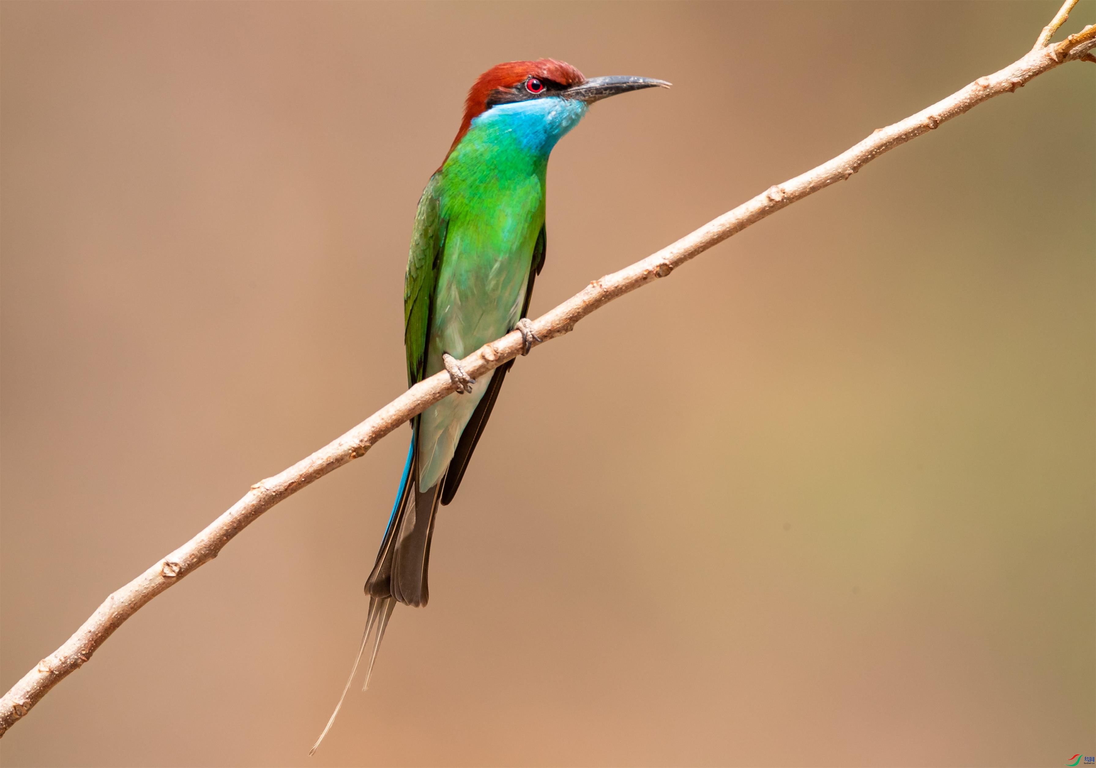 AF_00841.jpg