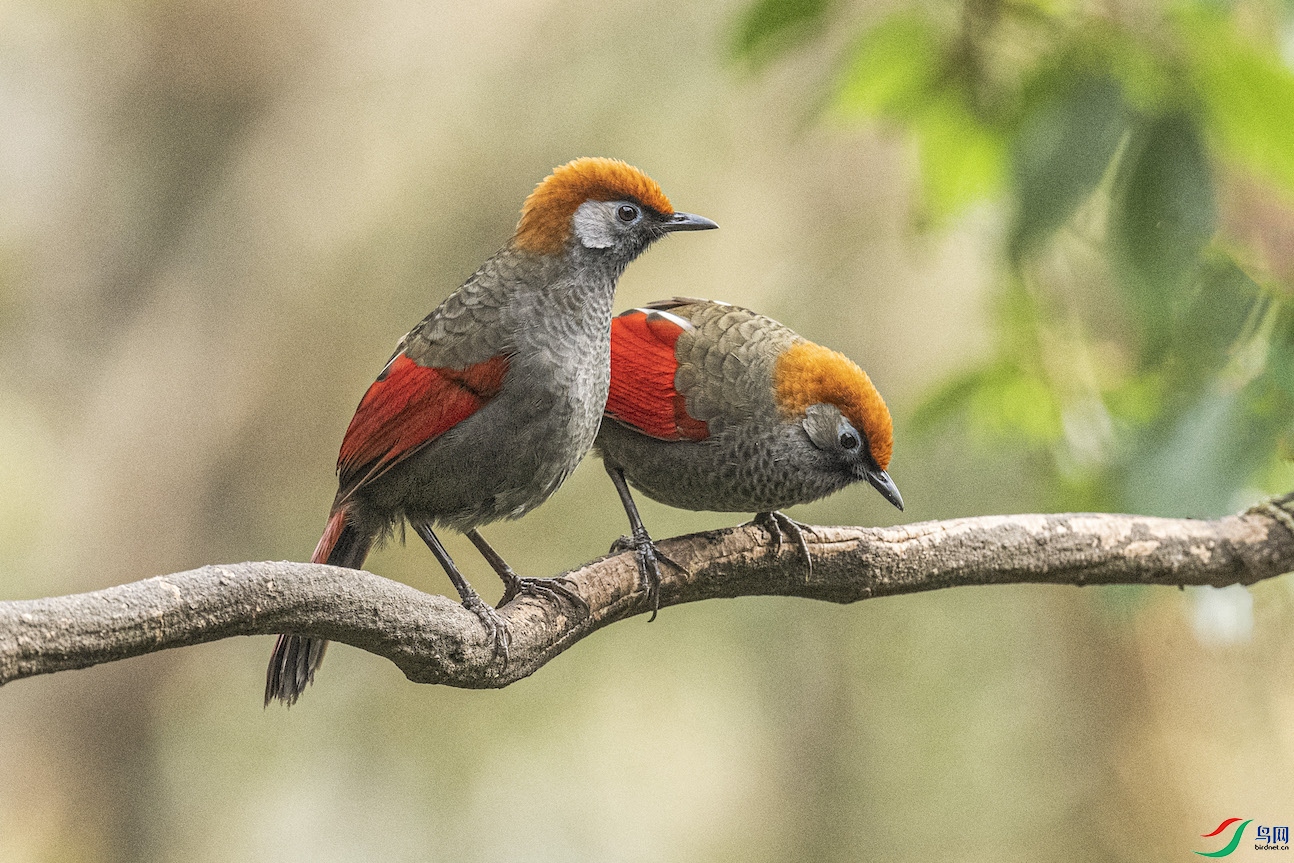 ��β����