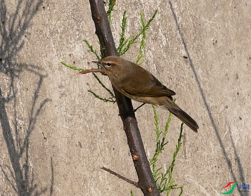 P6280303 - ����.JPG