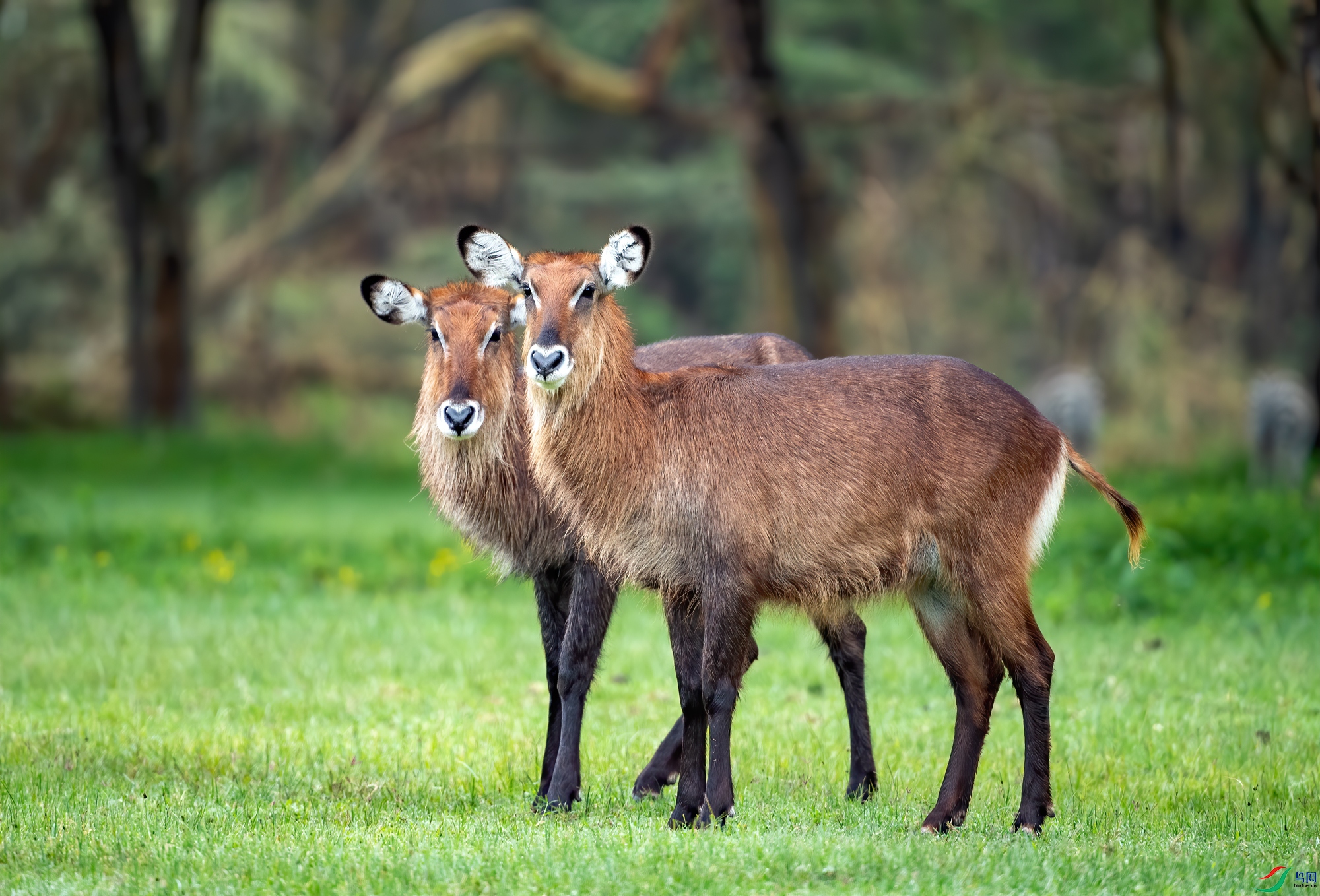 非洲巨羚祝贺老师佳作荣获vip综合精华
