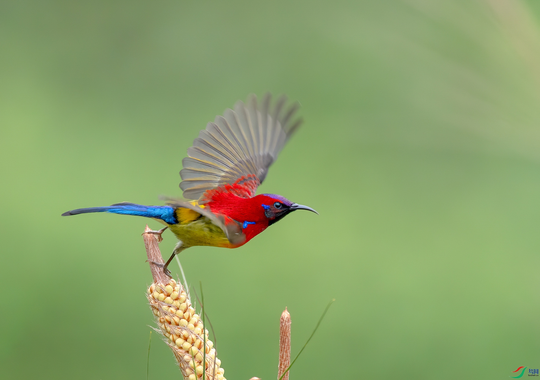 DSC_4655f.jpg
