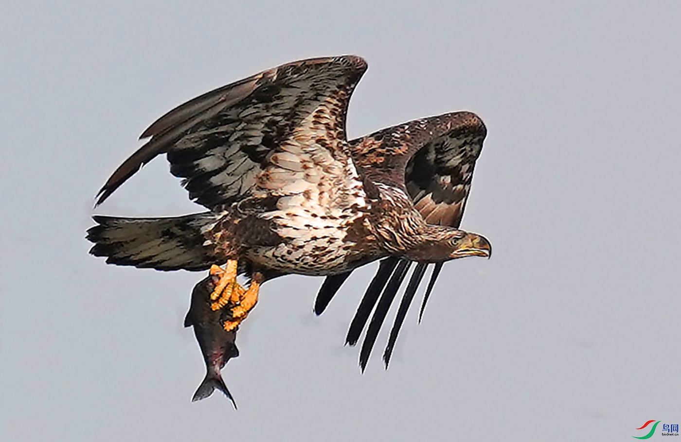正在学习捕鱼的幼鹰二