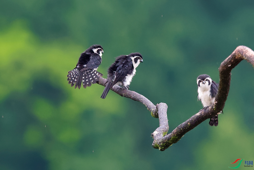 DSC_9781_DxOa.jpg