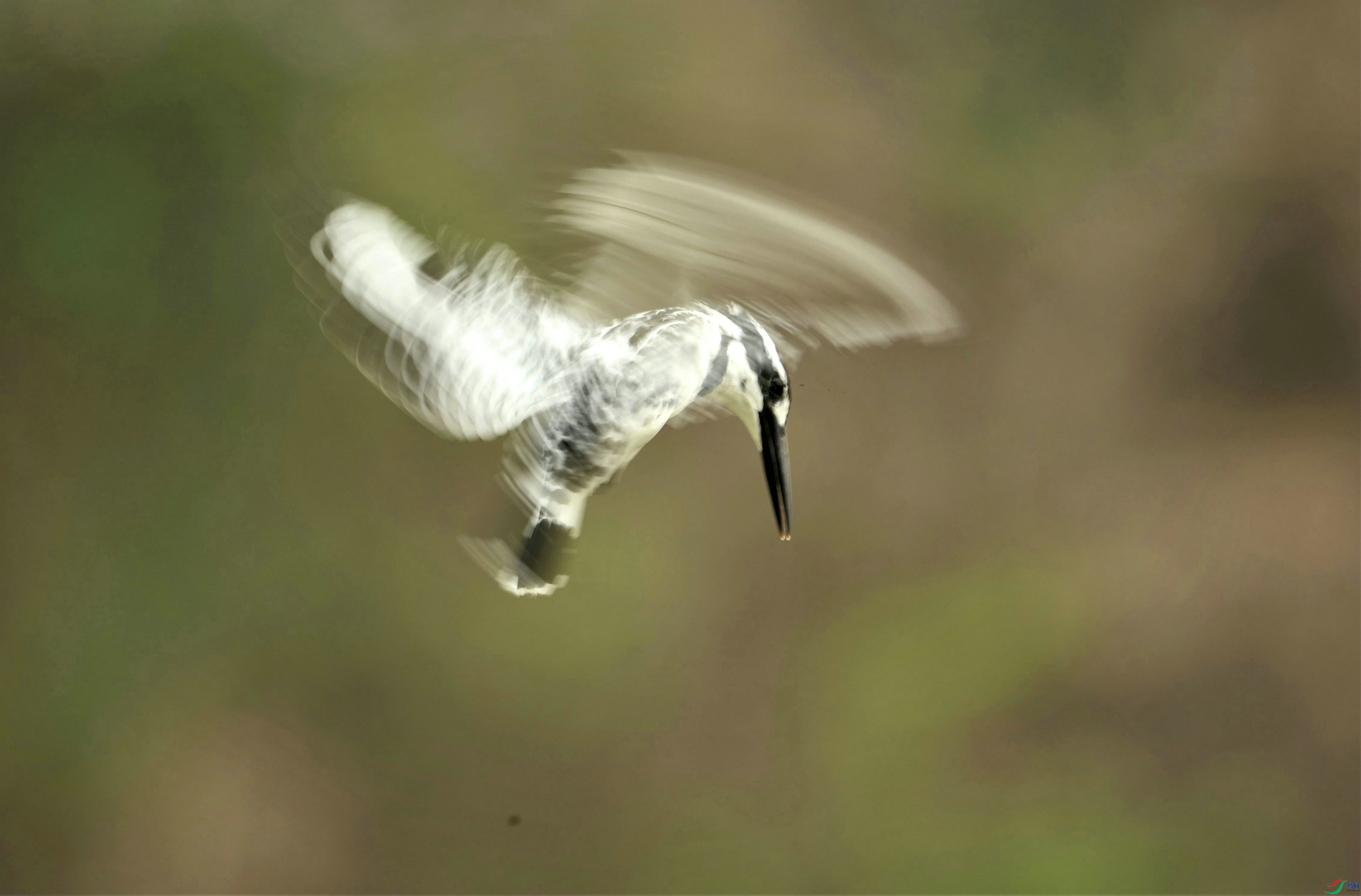 ���㹷��ͣ 2021-03-20 ����ˮ�� 2I3598-00.jpg