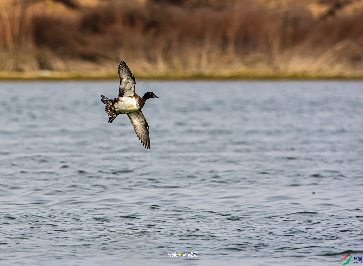 _DSC0661СС.jpg
