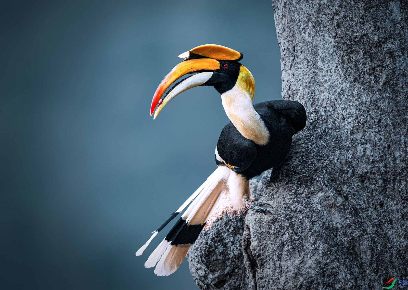 秋山余照老师作品---- 双角犀鸟 荣获2021年3月25日 鸟类精华!jpg