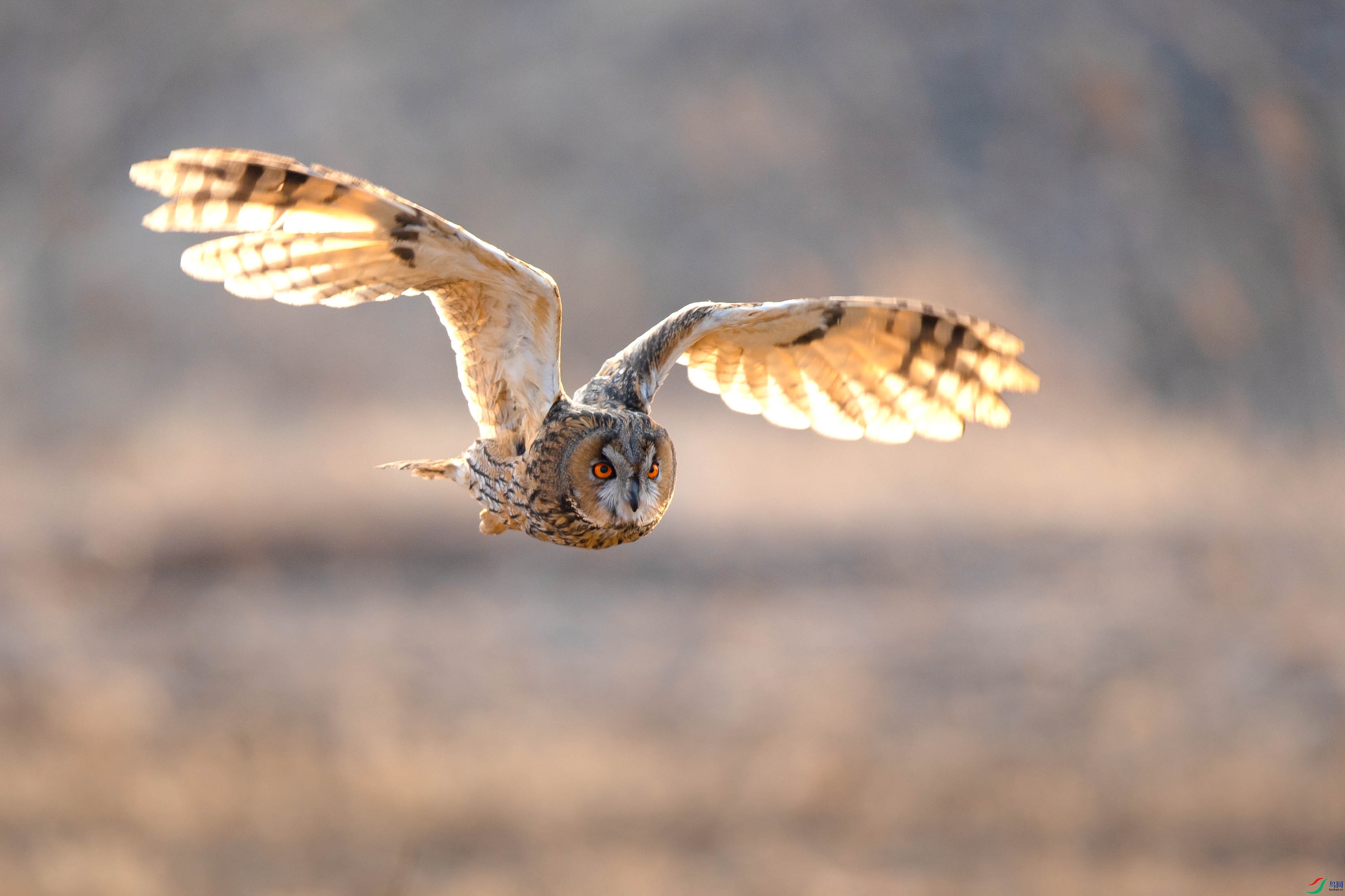 长耳鸮(祝贺荣获首页鸟类精华)