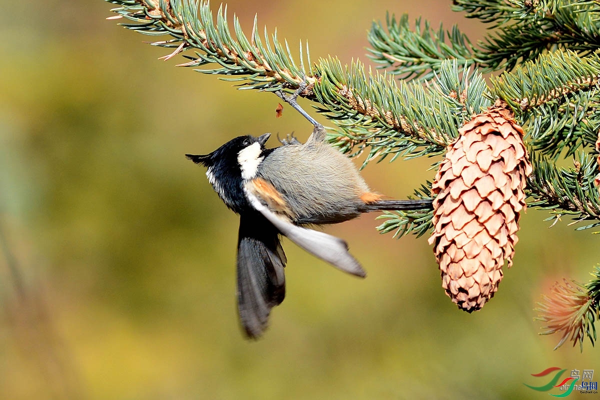 ɭ��  ��ʦ�������Ĵ�ʡ���β��������ݿ�����.jpg