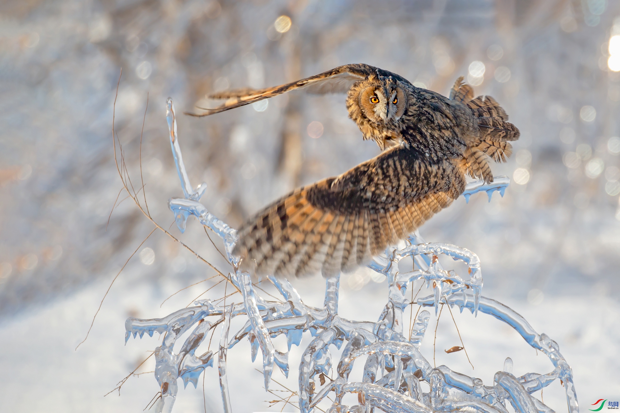 冰封雪冻鸮飞舞(祝贺老师佳作荣获鸟网首页鸟类精华)