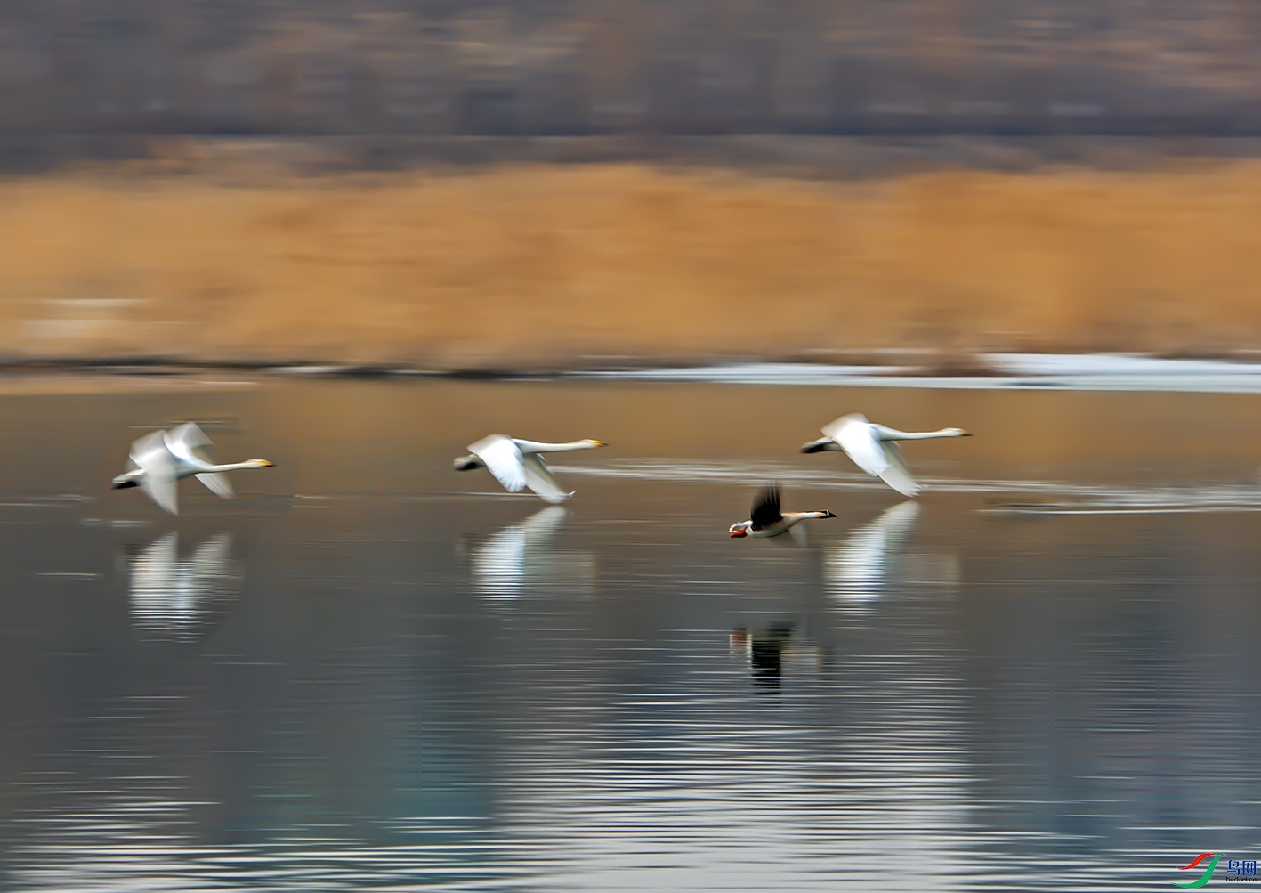DSC_7116.jpg-.jpg