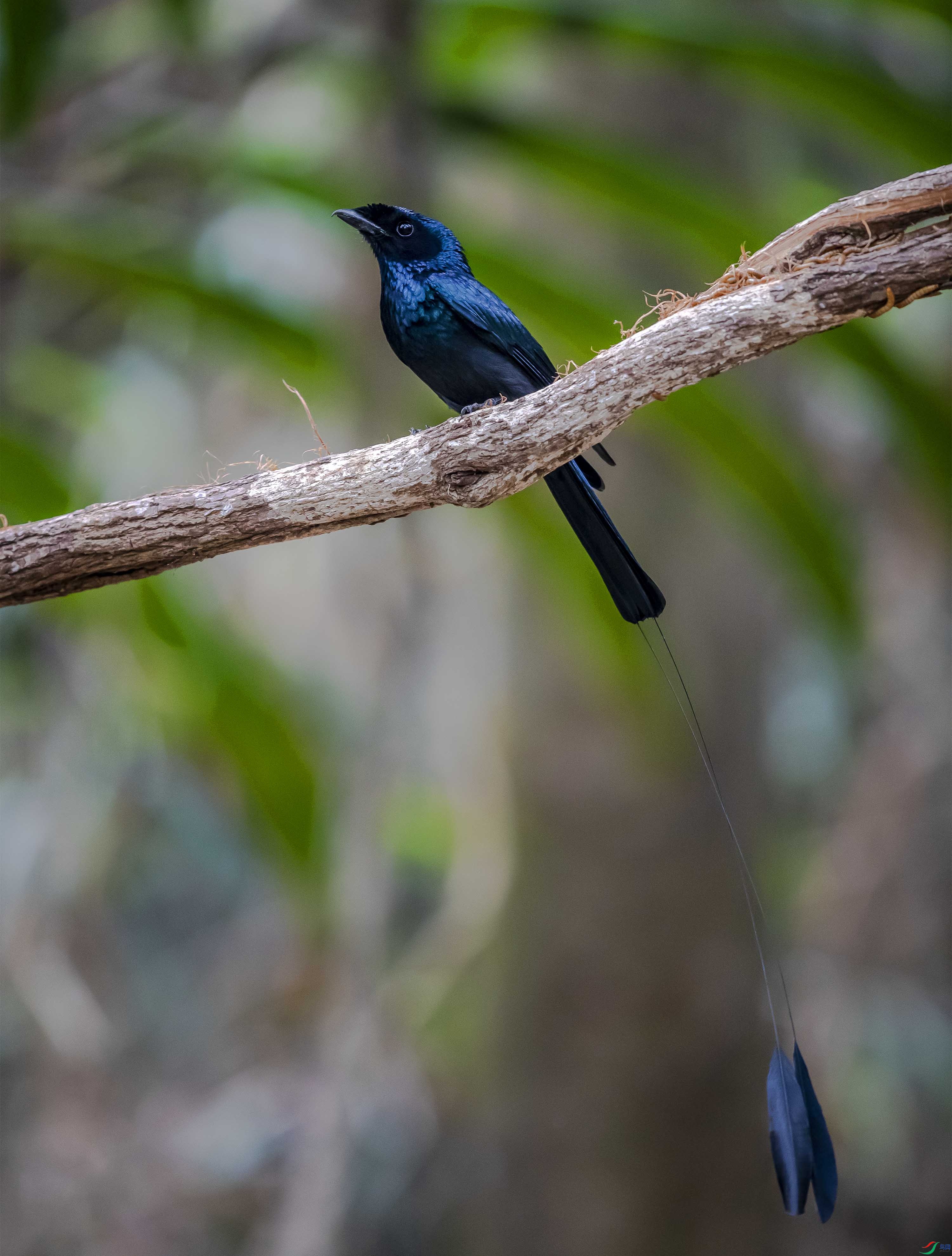 小盘尾(获本版佳作)
