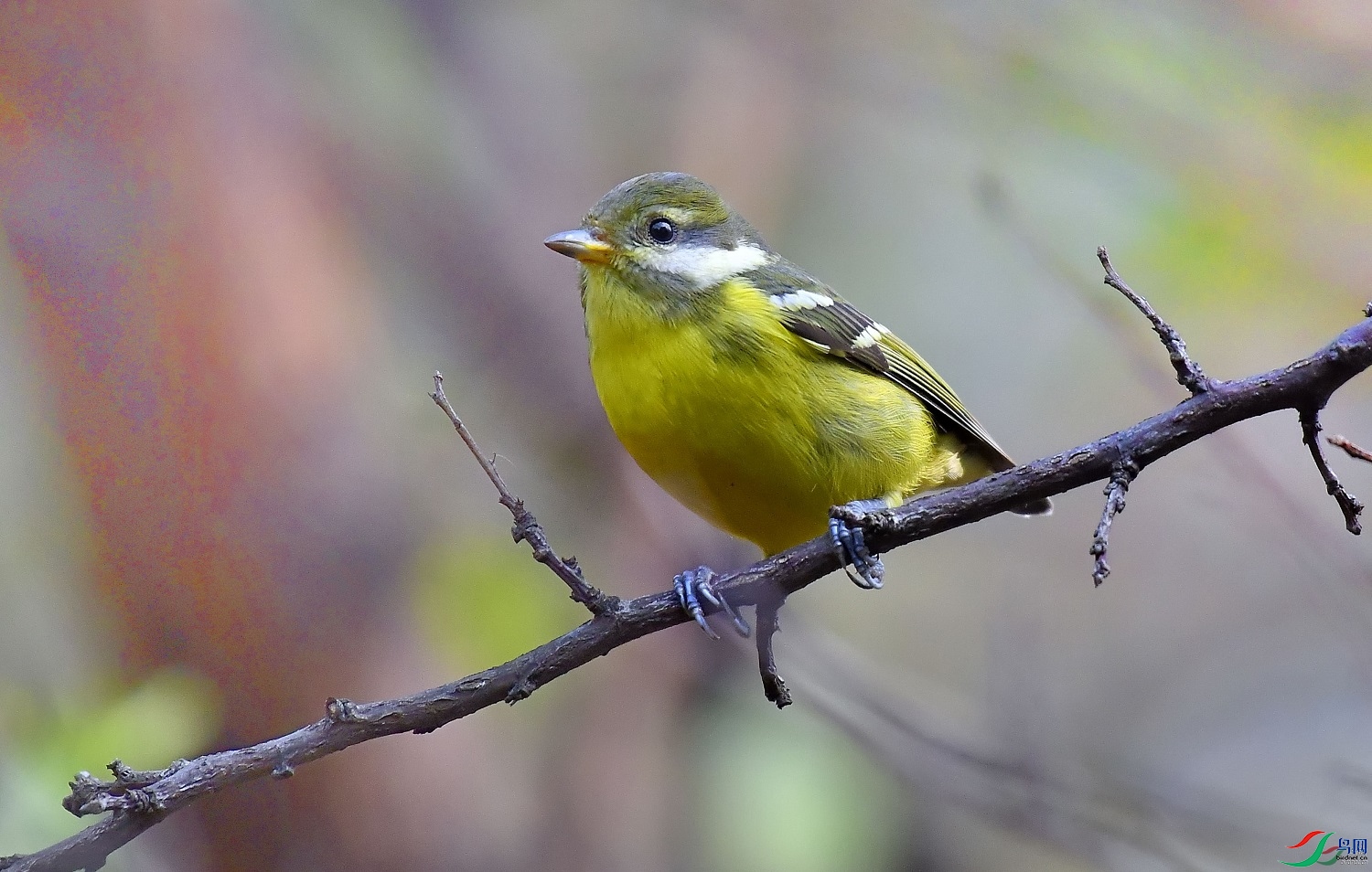 ����ɽ��  ��ʦ�����ں���ʡ�人��0.jpg