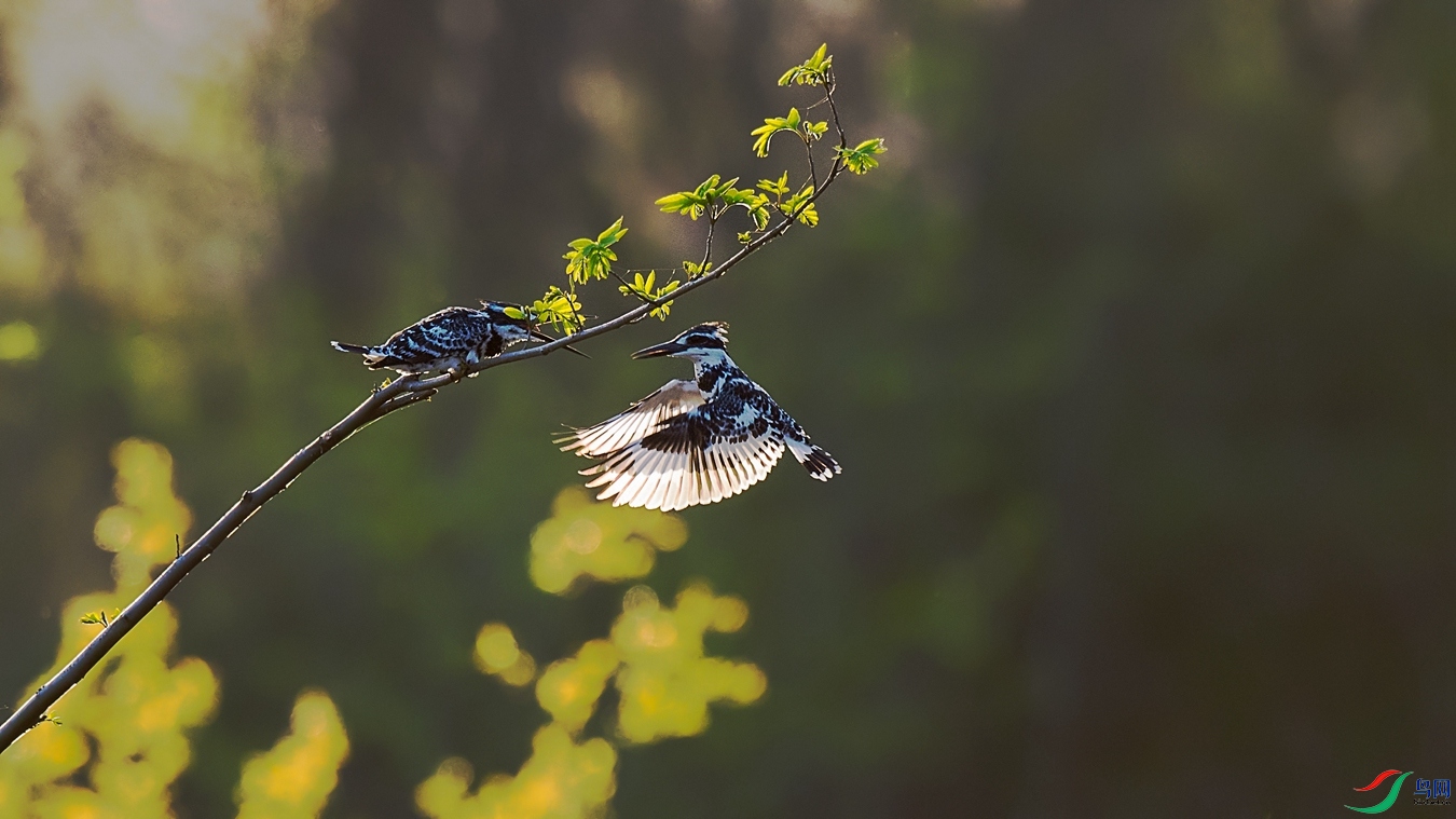 DSC_4602 - ����.jpg