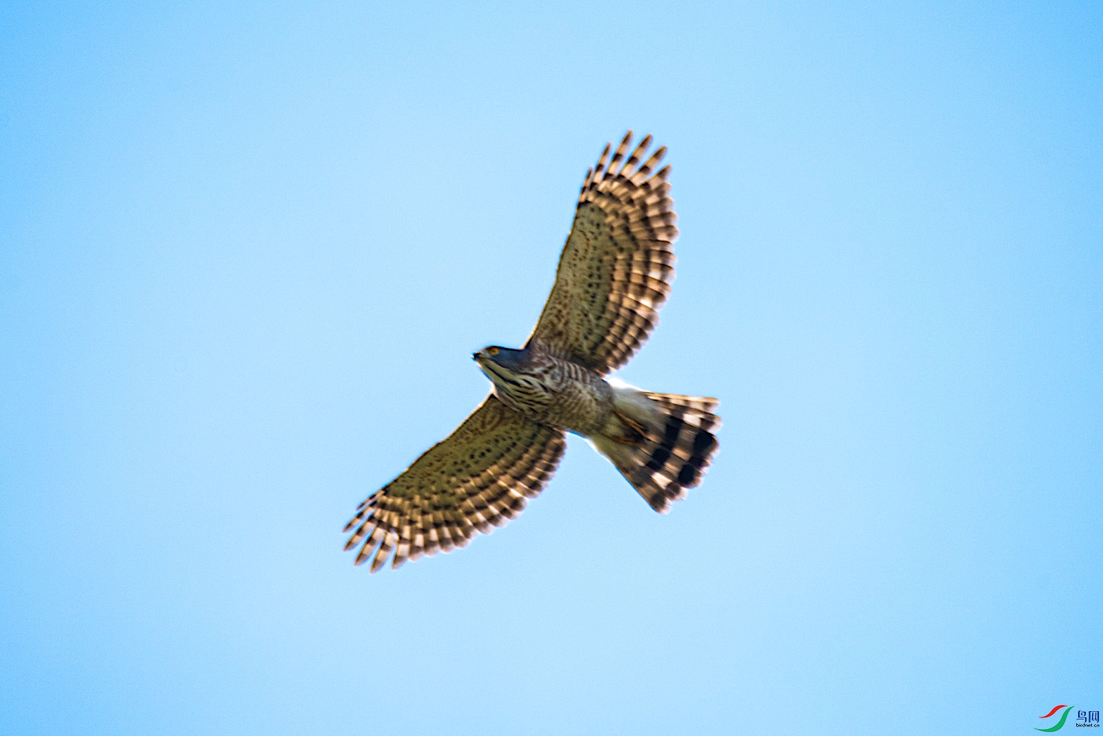 翱翔在蓝天———凤头鹰