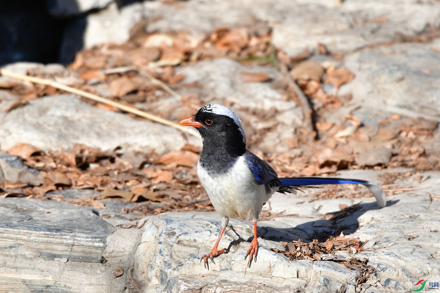 DSC_7620.jpg