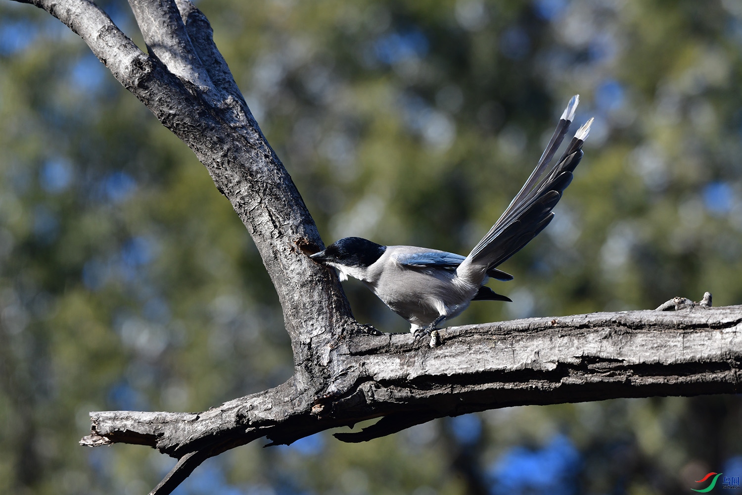 灰喜鹊觅食