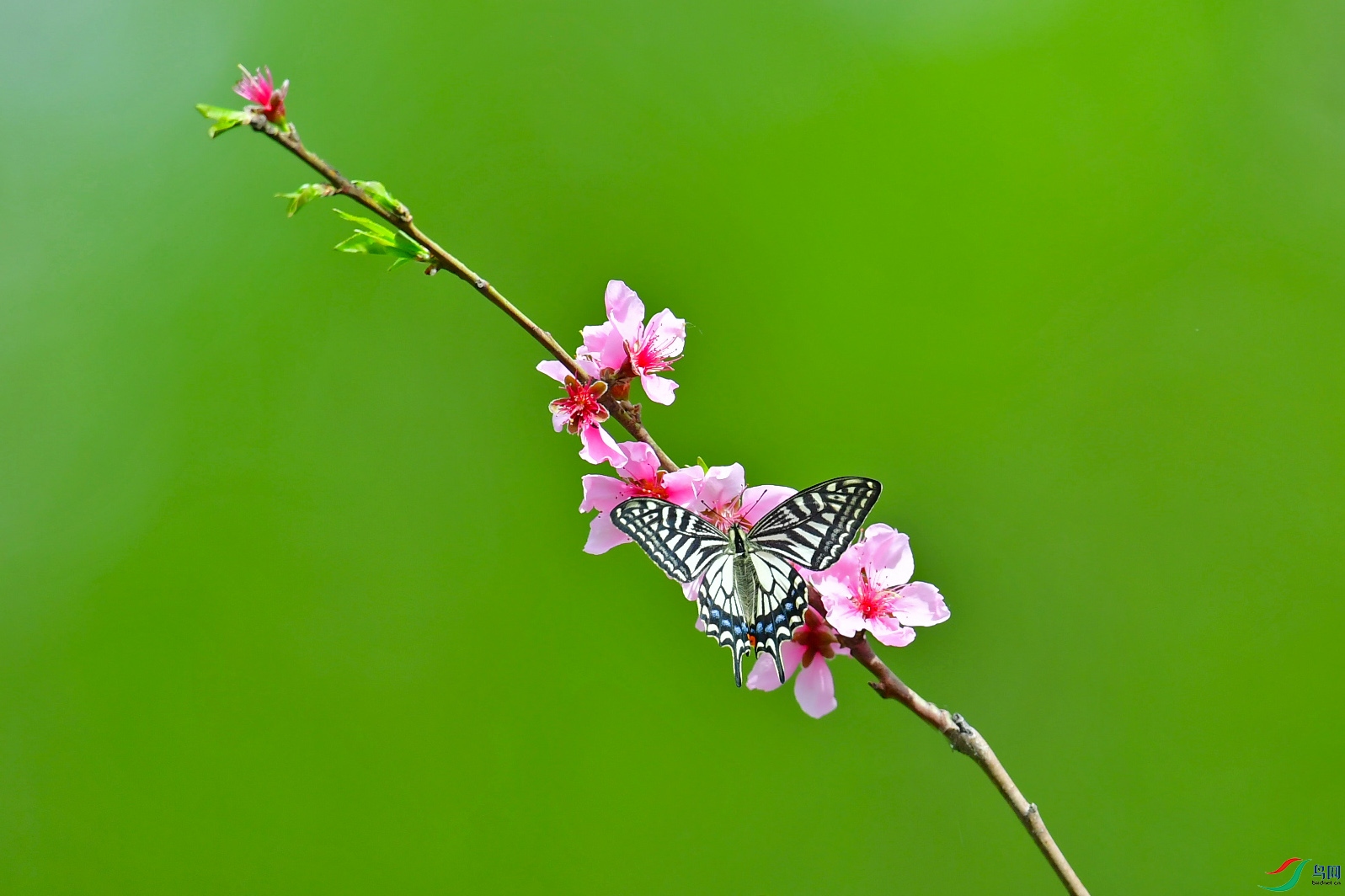 蝶恋花.春景图片