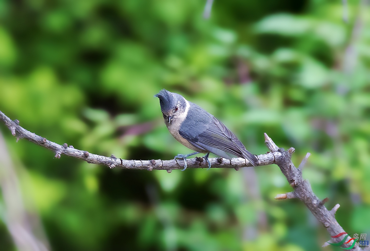 ƽ��  ��ʦ������������������֥������֥��.jpg