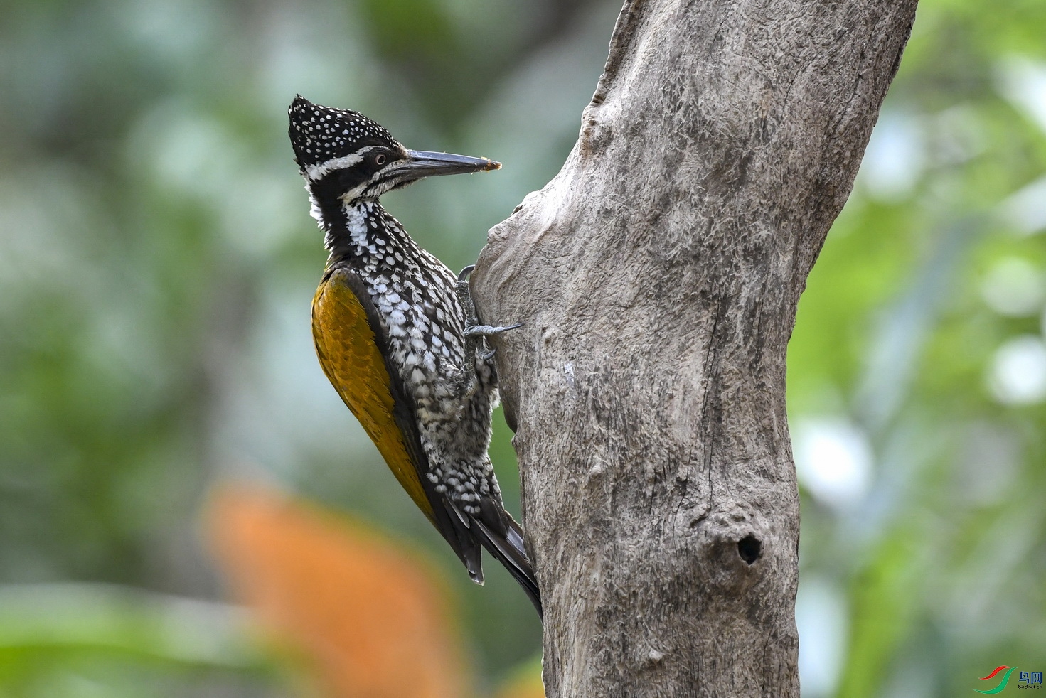 金背啄木鸟(母)