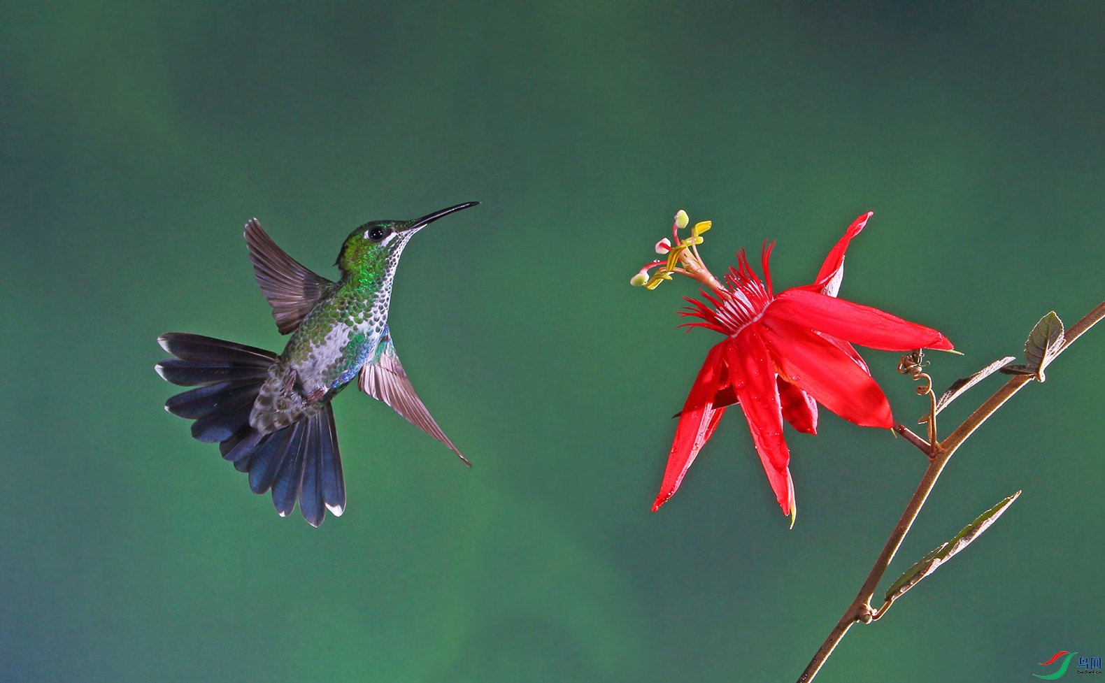 小尾巴好看!(荣获首页鸟类精华)