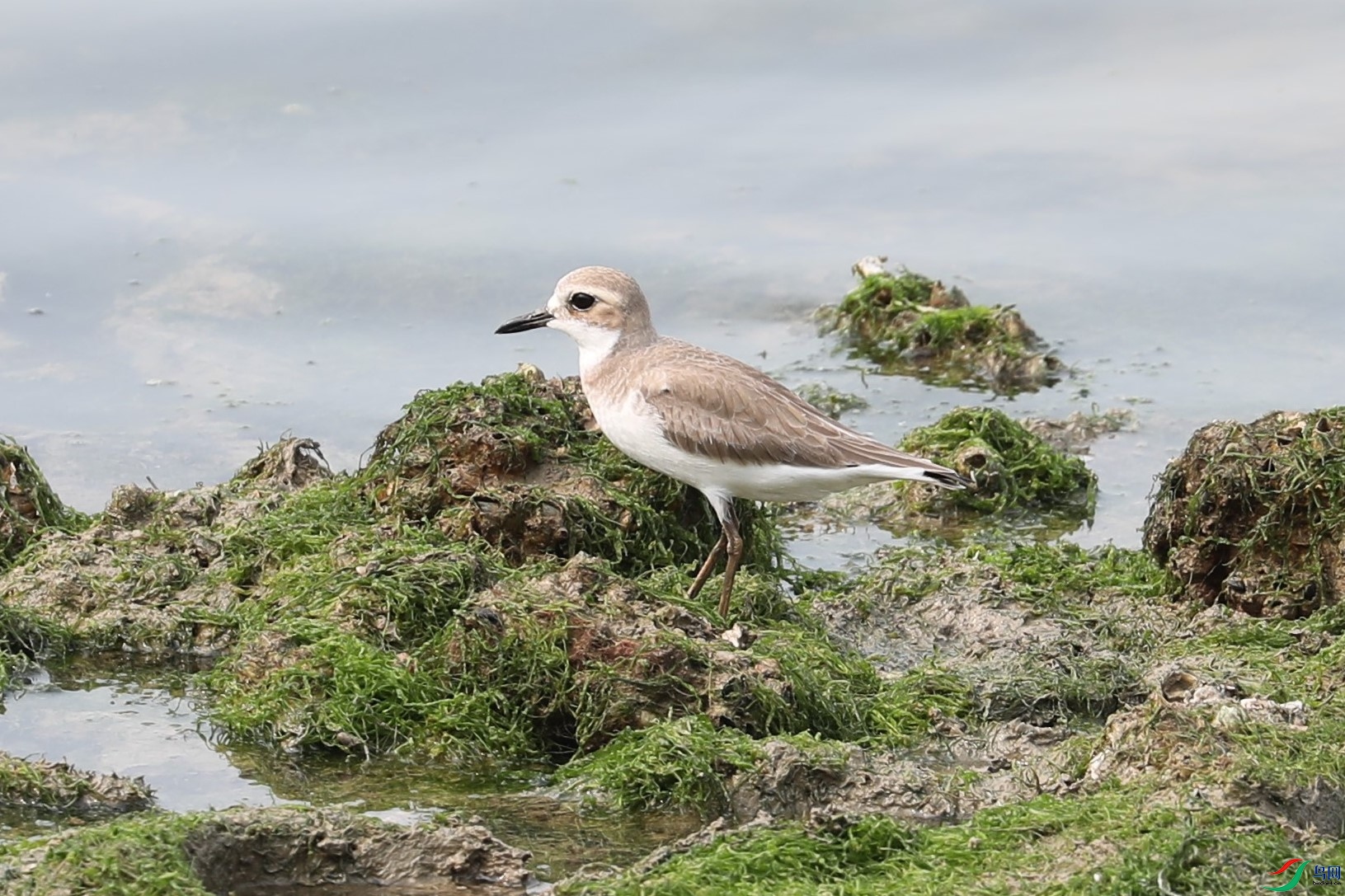 BL7A0135 (2��.JPG