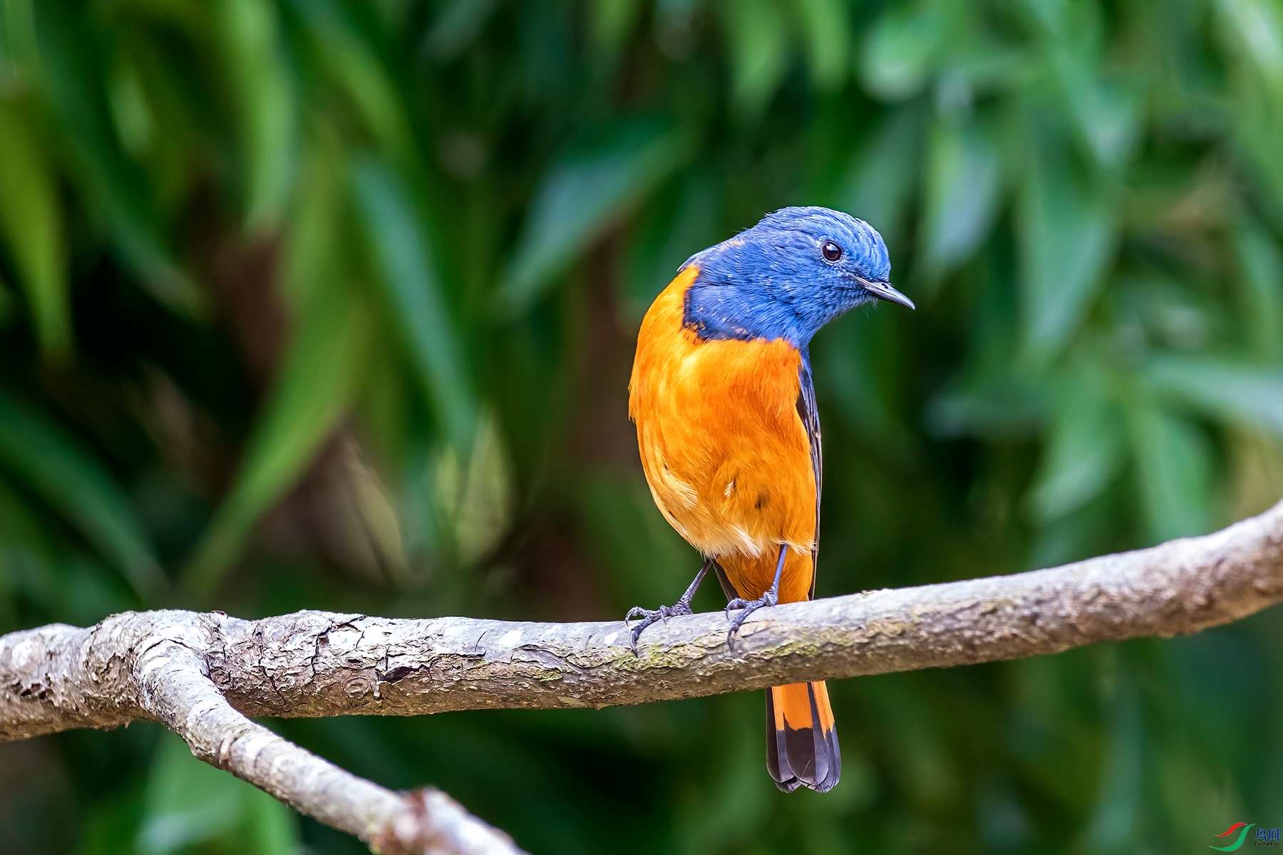 歪头观察(蓝额红尾鸲)