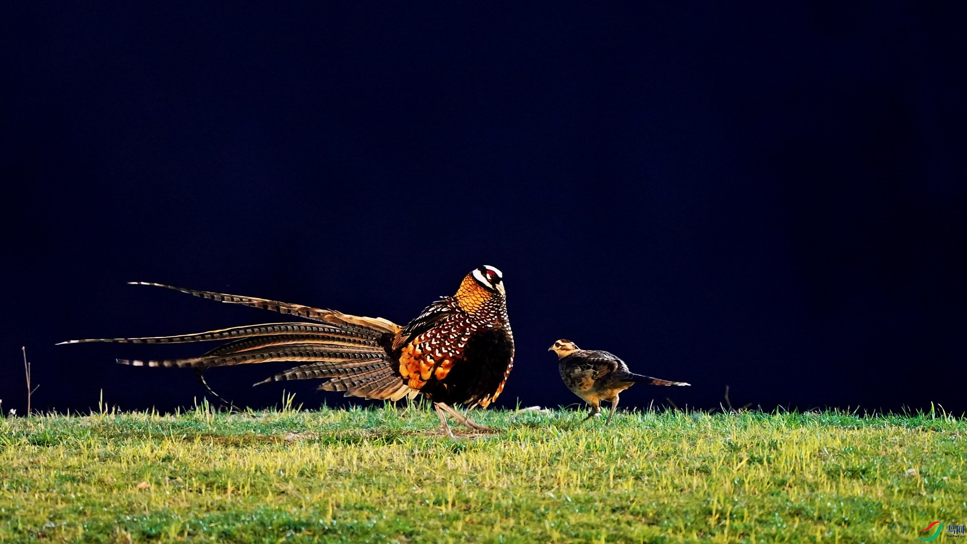 160160白冠长尾雉