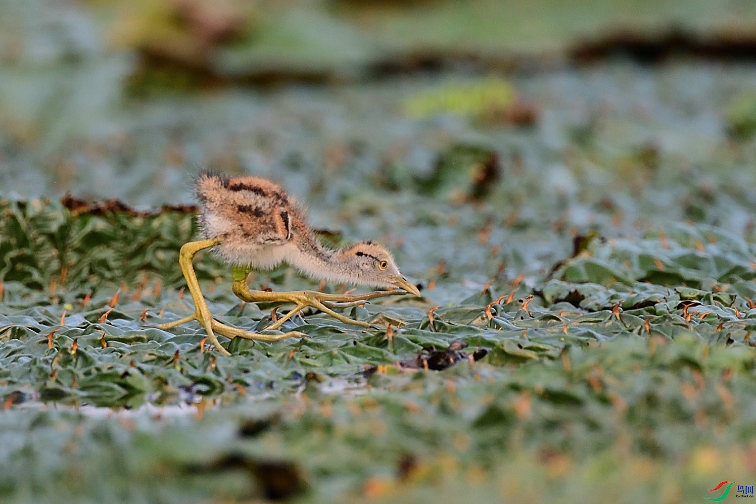 DSC_3469.jpg