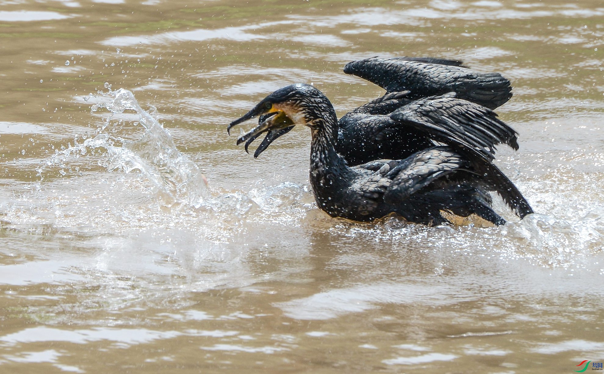 DSC_6293.jpg