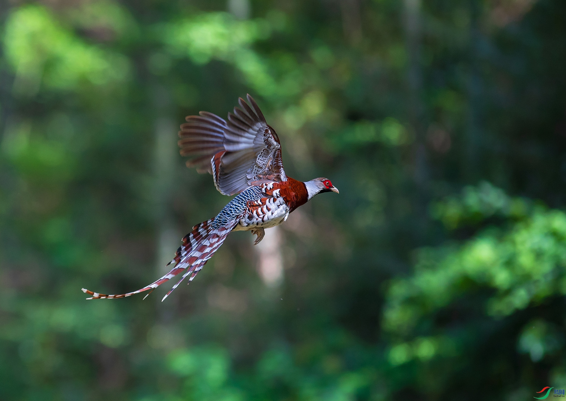 飞翔-白颈长尾雉 (恭贺老师作品荣获首页精华)