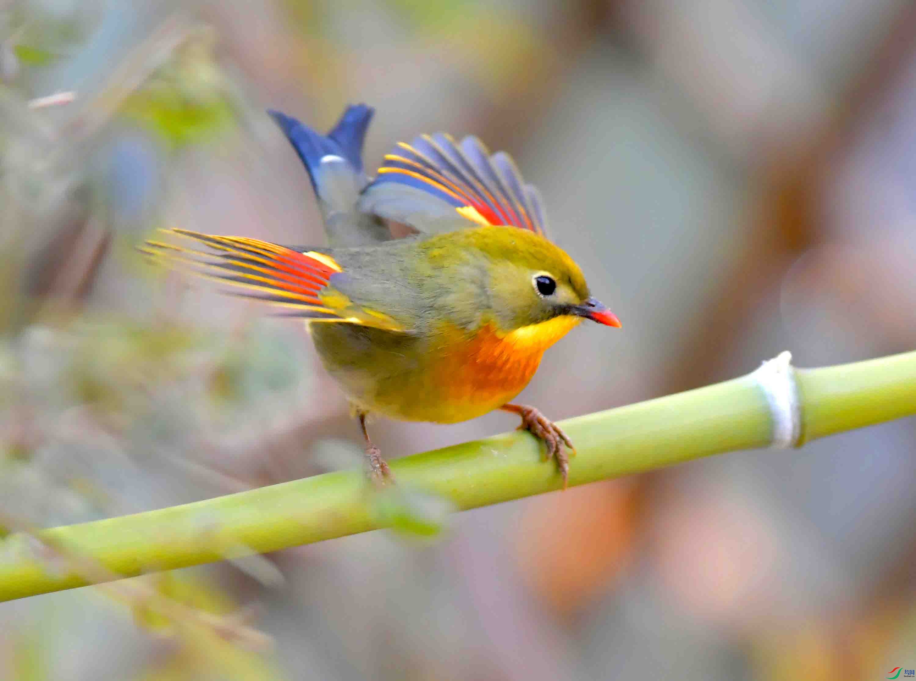 一组相思雀摄于北京