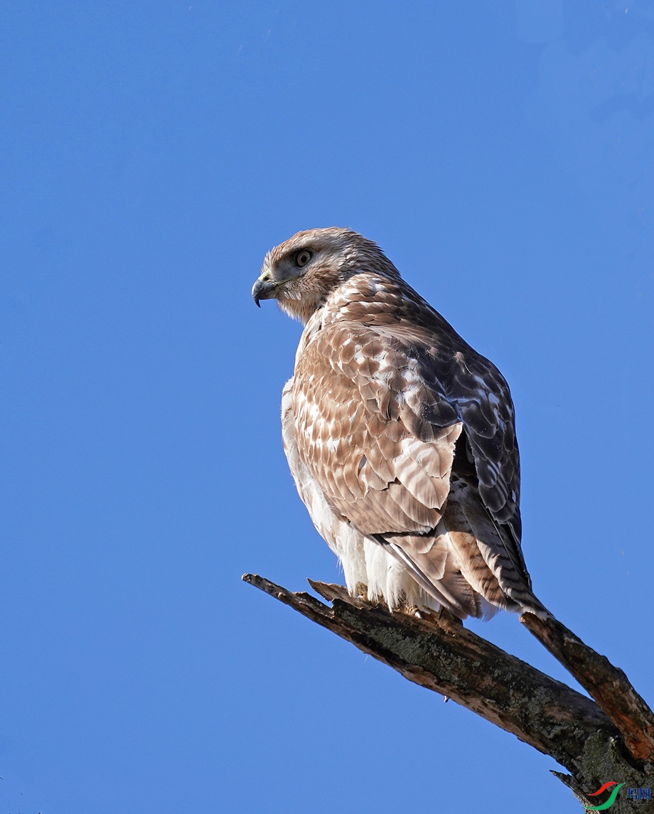 目光炯炯红尾鹰