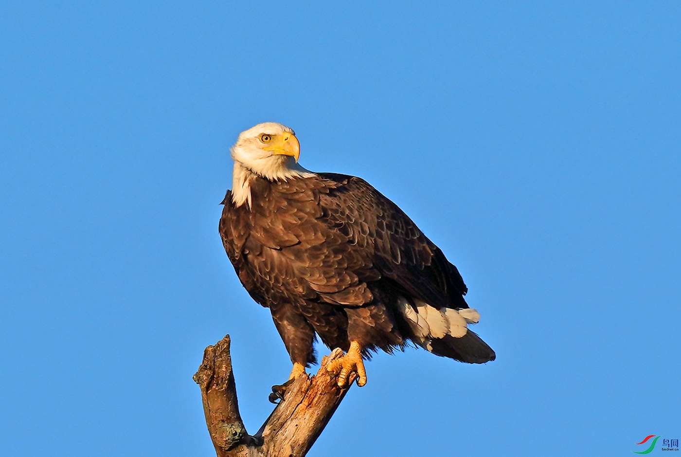 来势汹汹白头鹰