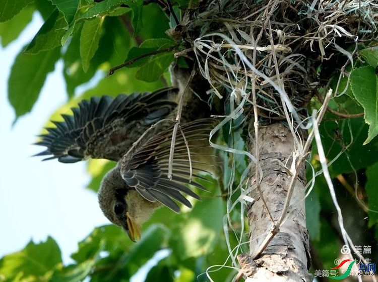 ������Ҫ����