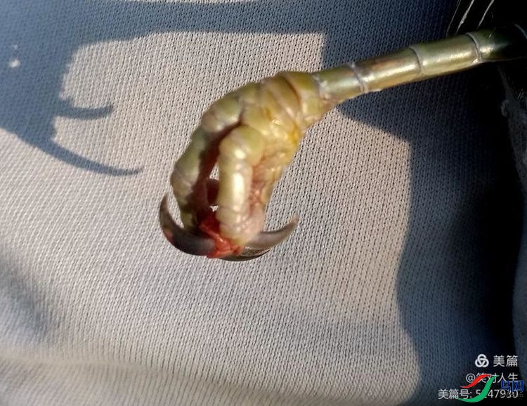 �⿪����˿�Ľ�