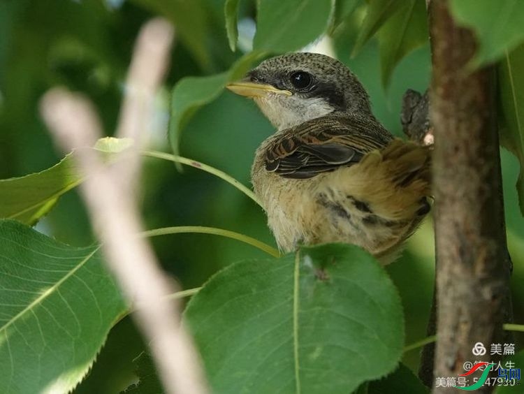 ���ַɵ�������