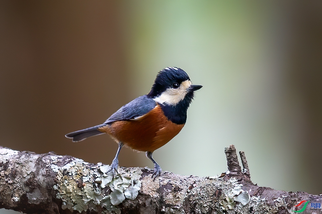 ��������  ��ʦ������̨.�����̨.����.jpg