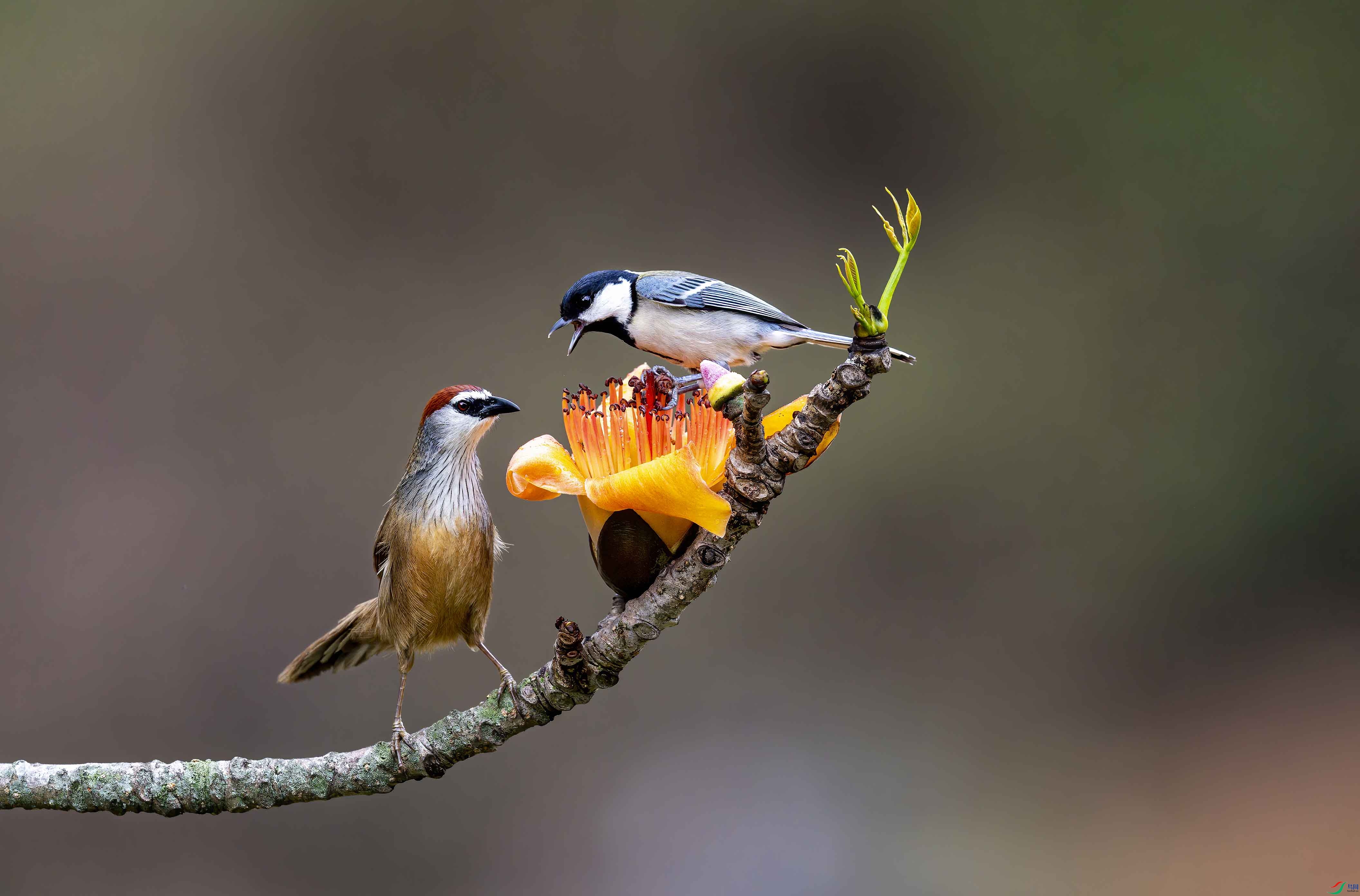 ���֣�����ΡȻ������