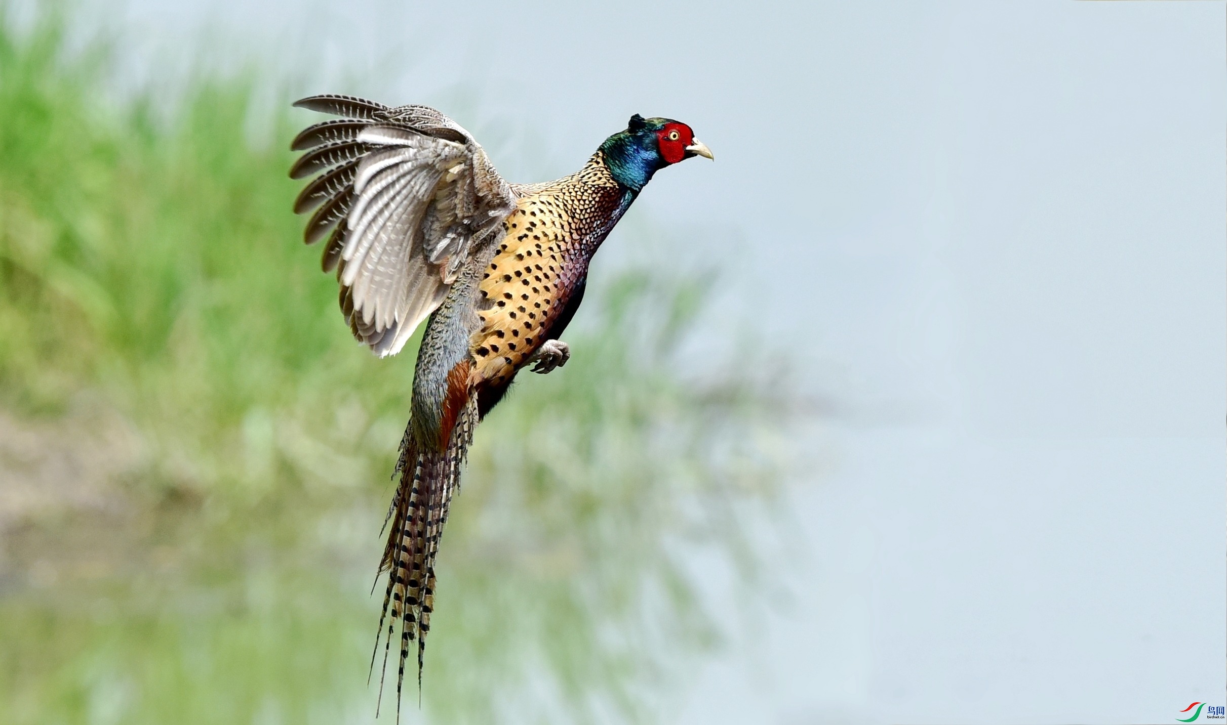 DSC_6421_conew3.jpg